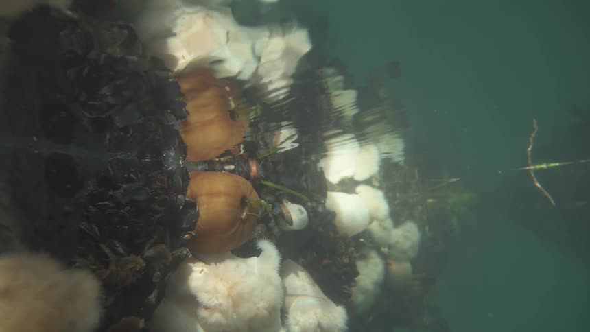 Underwater view of ocean with fungi and oysters