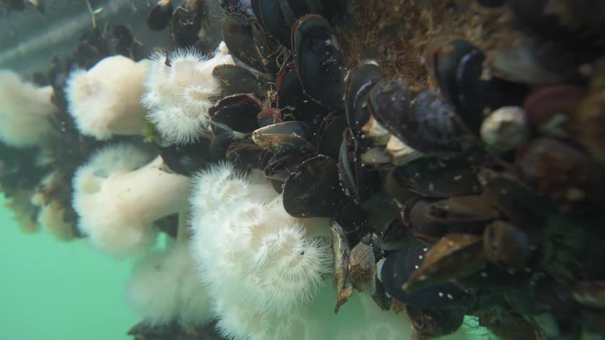 A footage of underwater