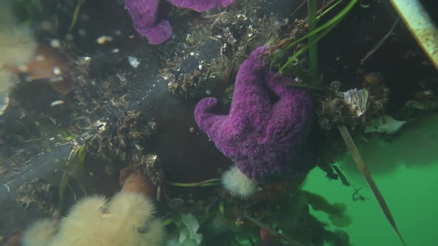 An underwater shot of trash in a river a purple stuffed toy is the main focus