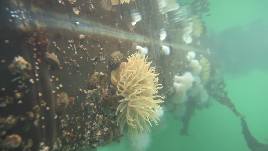 A footage of seaweeds underwater