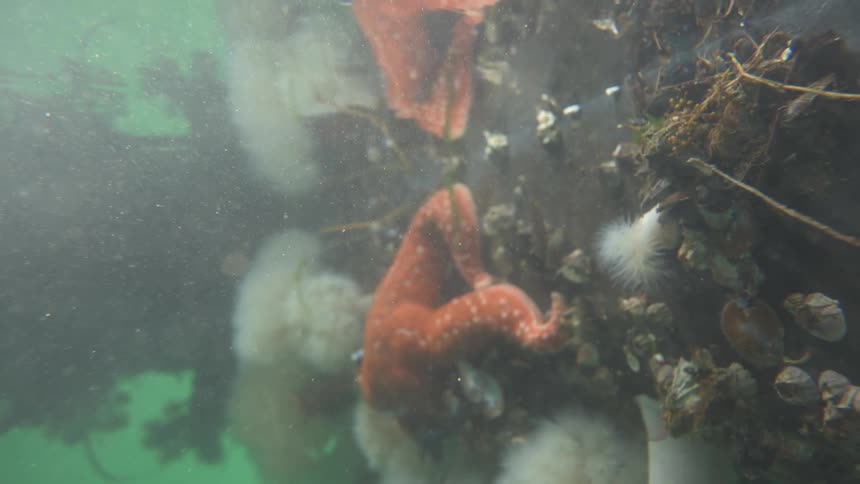Underwater view of mussels starfish and answers