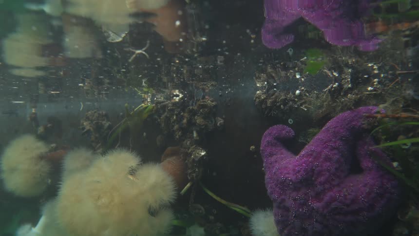Submerged view in the ocean with algae and fungi