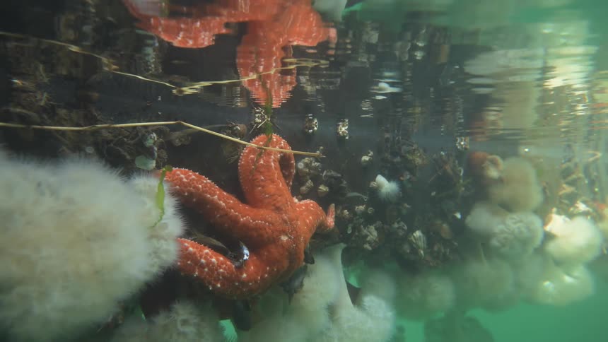 Underwater view of an orange starfish in the ocean