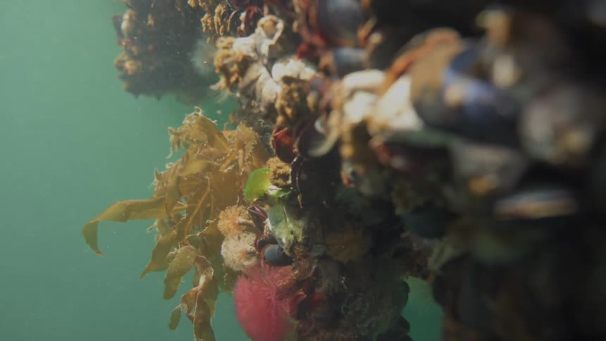 Barnacles float underwater
