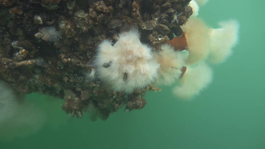 View of fungi and sponges in the ocean