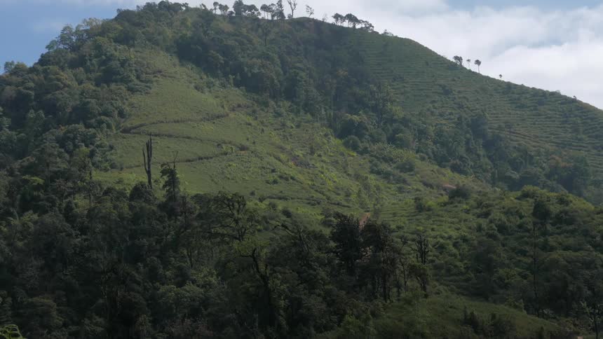 Trees grow on a grassy hill