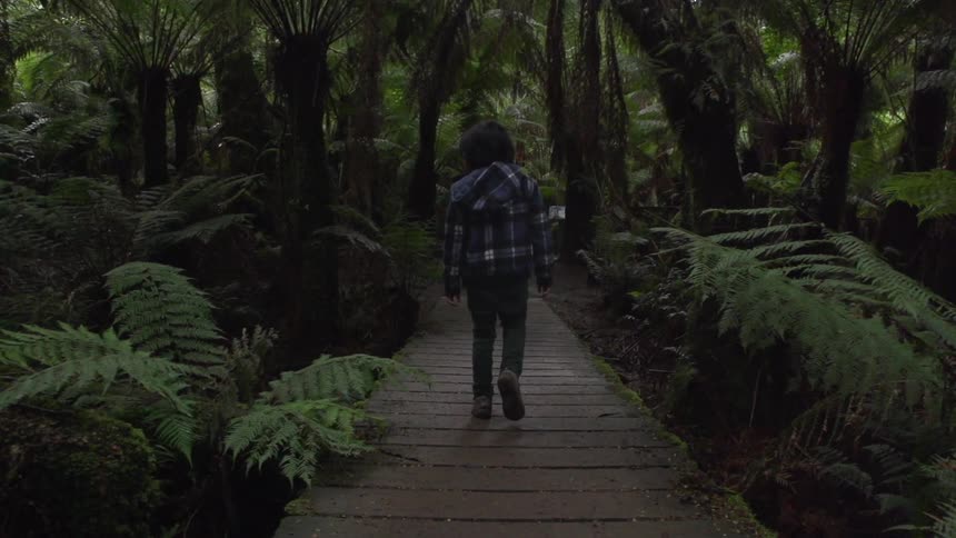 A person walks over a bridge in a forest