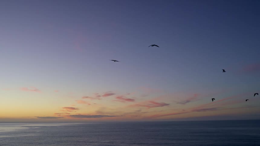 Flock of birds flying over the ocean at sunrise