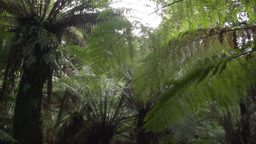 Trees in a tropical forest