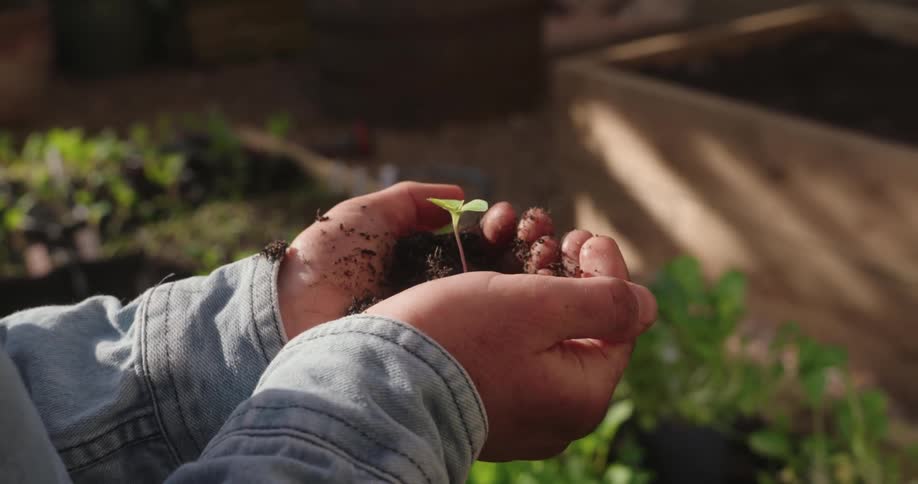 Close up of a pair of hands holding a plant sprout in the ground