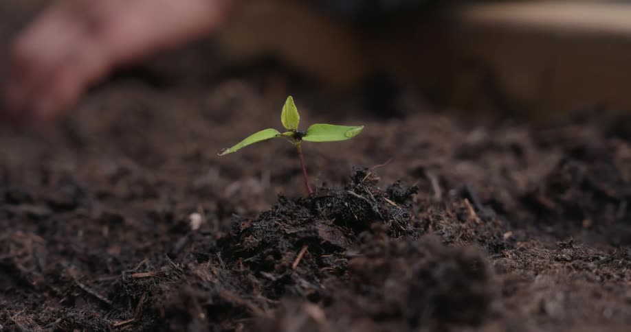 Person uses their hand to water a seedling in their garden during the daytime