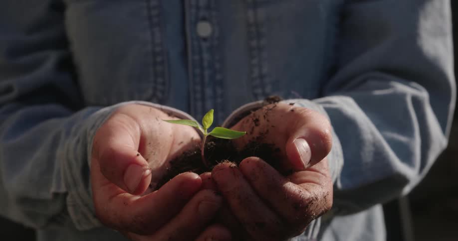 A persons hands hold a small seedling with potting soil