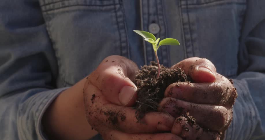 Close up of hands holding a handful of earth with a green seedling