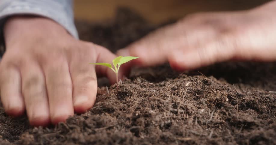 Closeup on hands gently patting down the soil around a small newly planted seedling