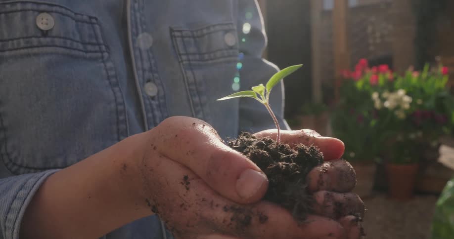 A person is holding a mount of dirt with a sprouted plant in the garden