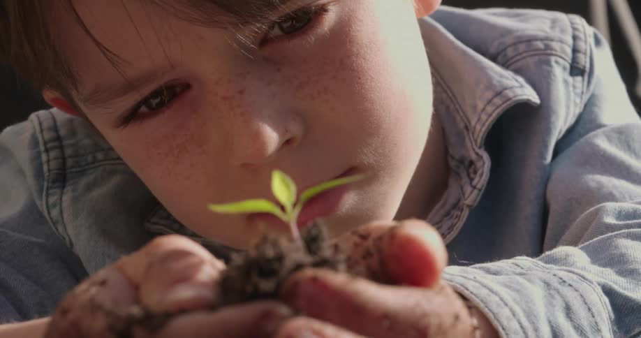 A boy has a newly sprouted plant in his hands