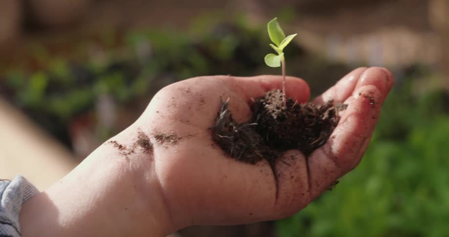 Close up of a persons hand holding a small sprout with root and soil