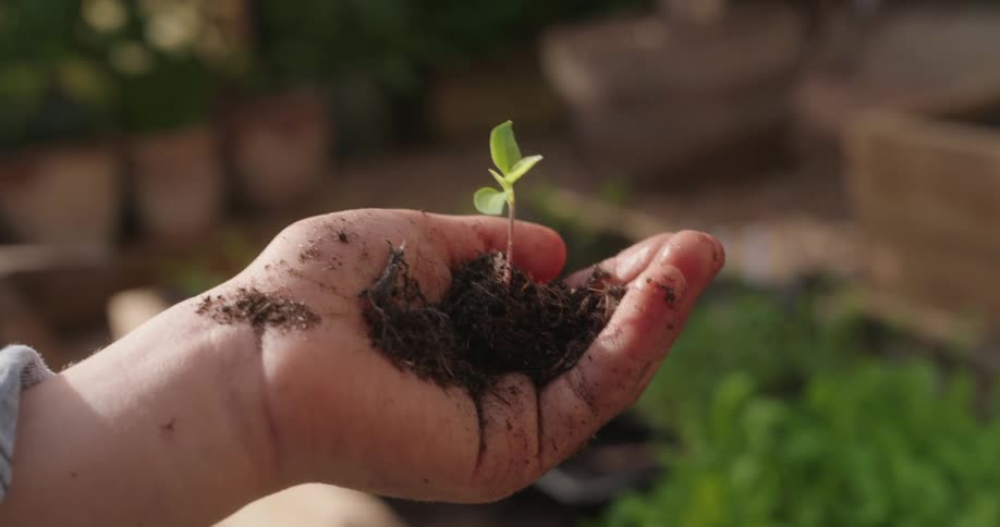 Child holds a seedling and a small amount of dirt while standing in the garden