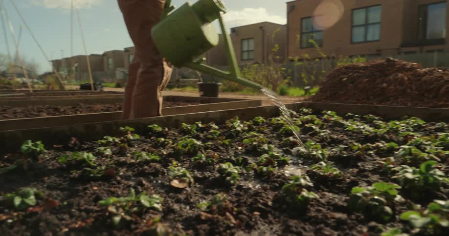 A person uses a green watering can to water small plants growing in a raised garden bed within a sunny community garden setting