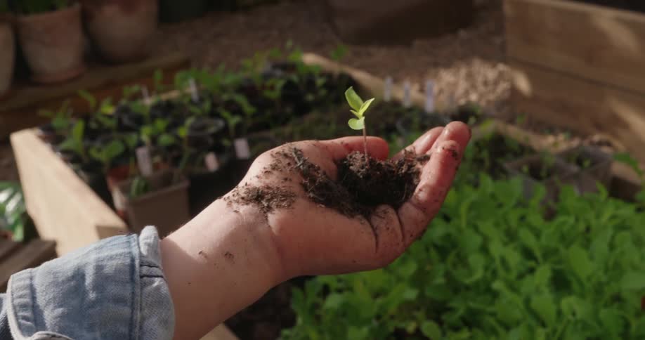 A persons hand holding a small seedling of a plant filled with soil in a backyard