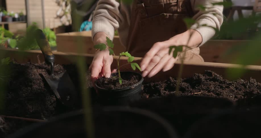 Woman sitting outdoors pots a plant with dirt contained in a large raised wooden box
