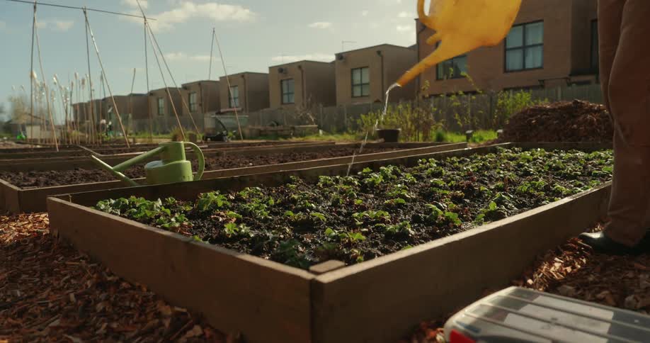 A person uses a yellow watering can to water rows of small plants growing in a raised wooden garden bed within a sunny community garden
