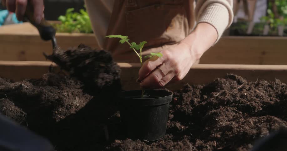 A person is planting in a small pot