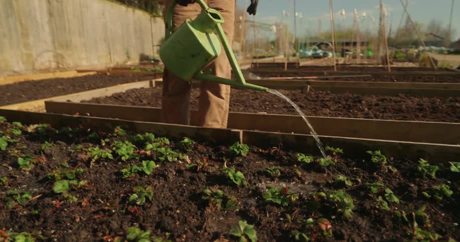 A person is watering the crops