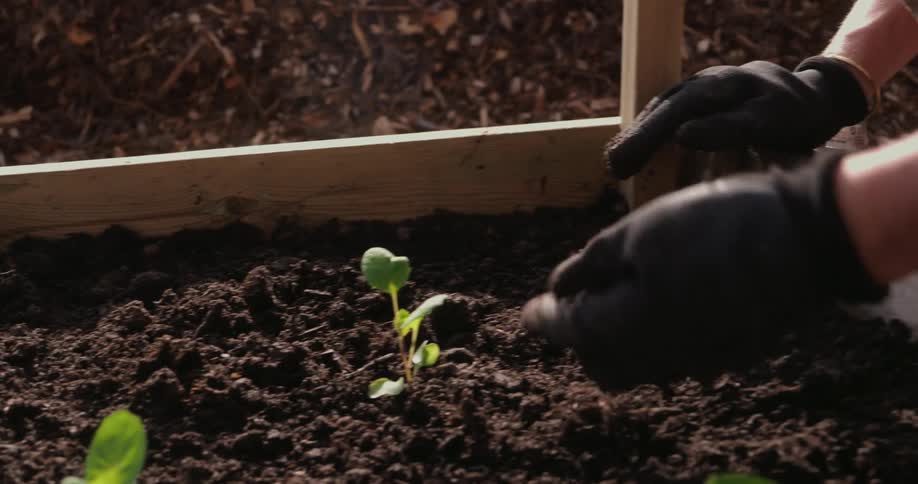 Woman with gardening gloves plants a green seedling in soil