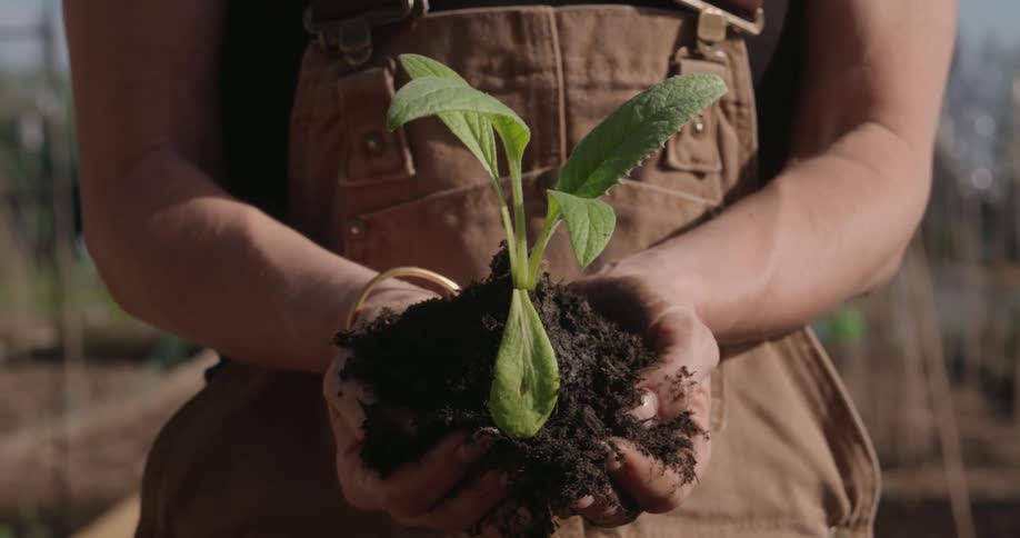 A footage of a person holding a plant