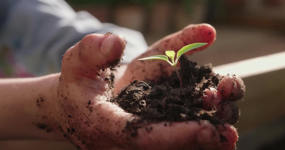 Close up of a pair of hands with a sprout of a plant in the ground