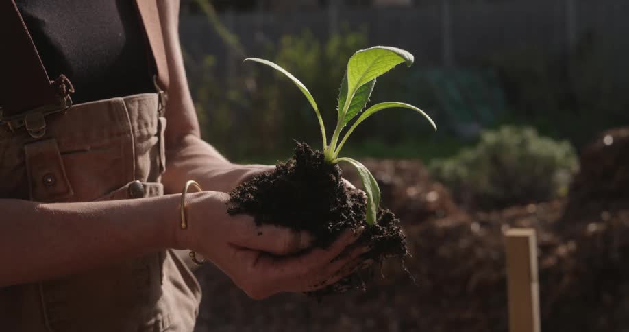 Person holds a seedling with roots wrapped in soil