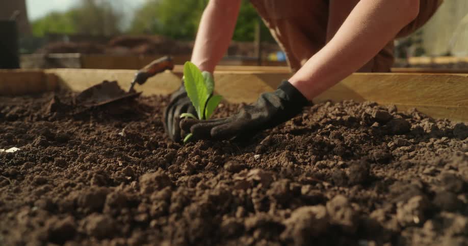 Gloved hands carefully transplant a young plant seedling from a tray into the rich soil of a raised garden bed patting the earth firmly around it