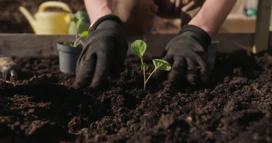 A person wearing black gloves carefully plants a young seedling into rich dark soil in a garden