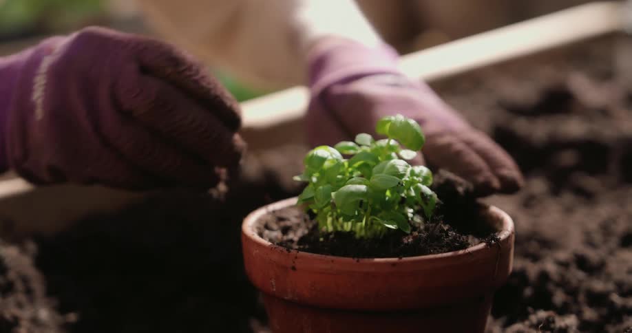 Pair of gloved hands planting a plant sprout in a pot