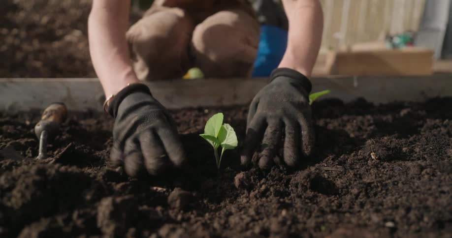A person plants a small vegetable plant in a raised garden bed