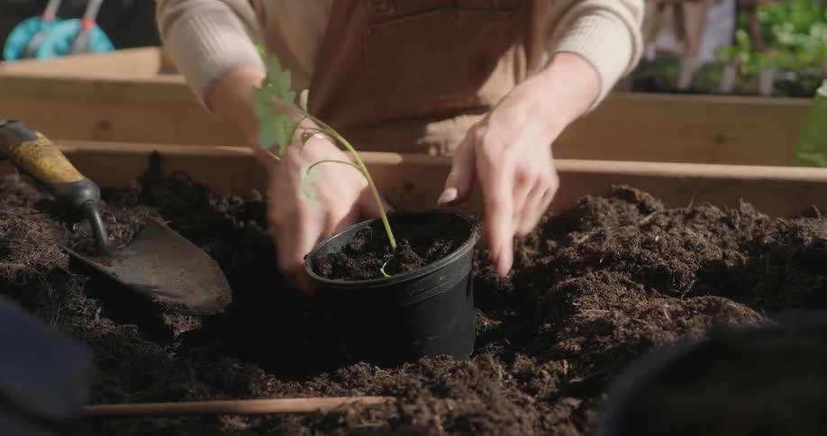 Pair of hands placing bush in a small black plant pot