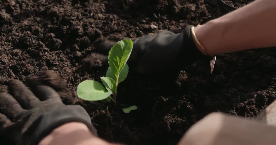 Pair of hands with black gloves walking a sprout into new soil