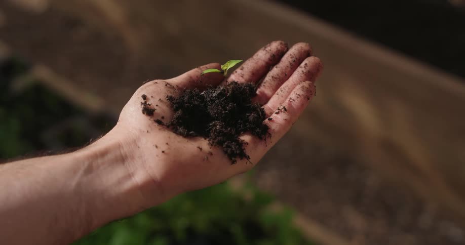 Close up of a hand with a plant sprout