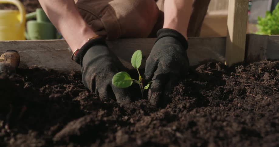 A person wearing black gloves carefully plants a young seedling into rich dark soil in a garden