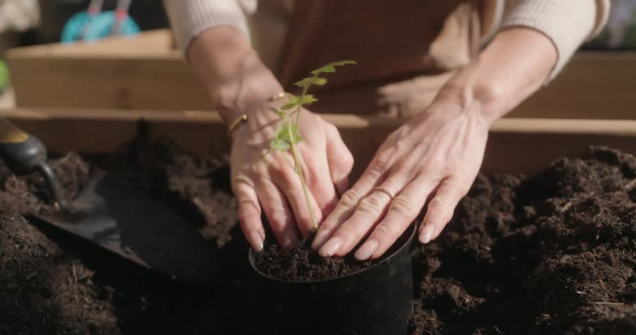 Close up of a pair of hands placing soil inside a small pot with a sprout