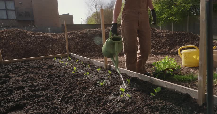 Woman in brown dungarees and black gloves waters newly planted seedlings in raised bed using a green watering can