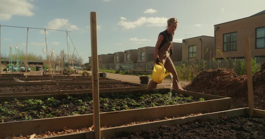 Blonde woman pouring water into a fenced area with sprouts plantation