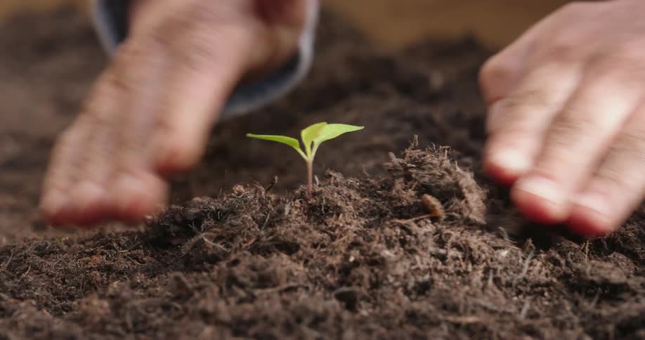 Closeup on hands adding a pinch of soil near a small seedling and then gently patting the earth around its base