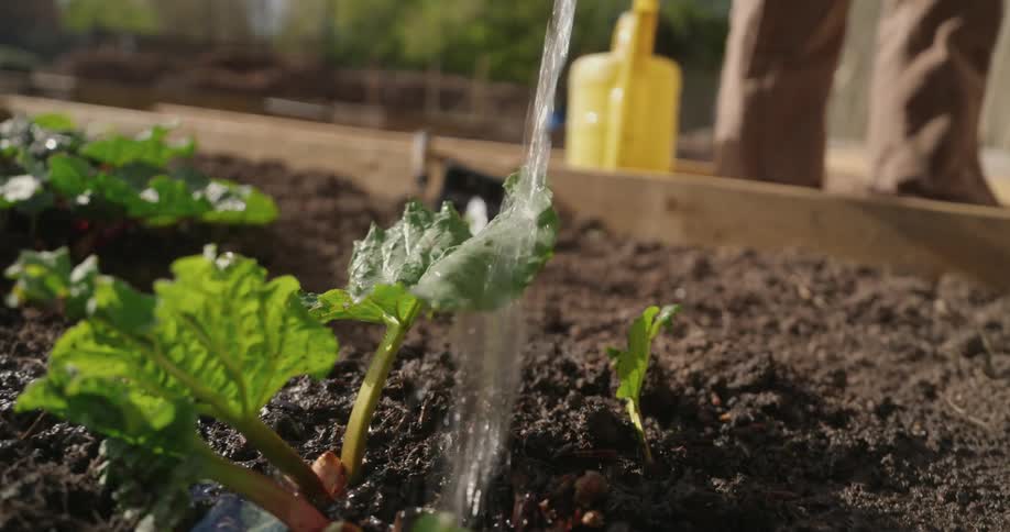 Water being poured onto a vegetable sprout in a vegetable garden