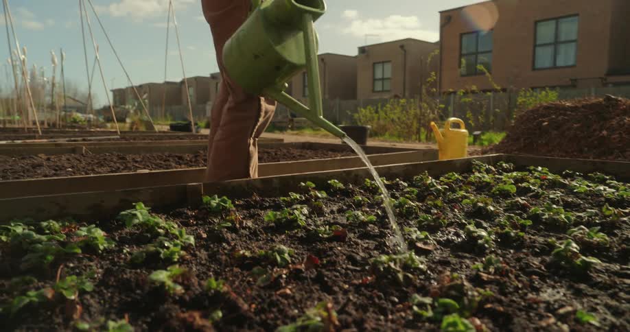 Person watering plants in a vegetable garden