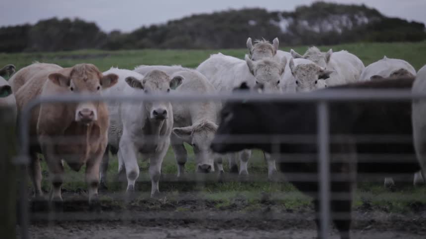 Cows grazing in a field