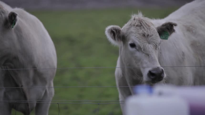 Two cows standing in a fenced pasture