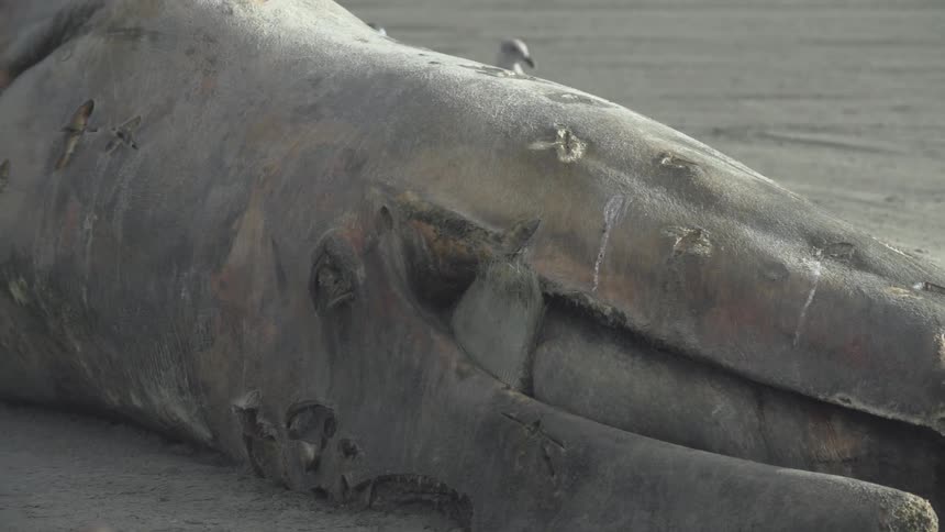 A dead beached whale