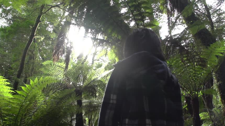 A person walking in the woods